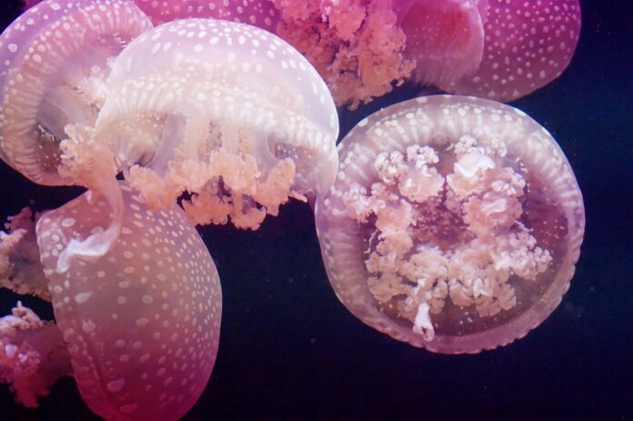 Top 10 jellyfish import companies in Australia