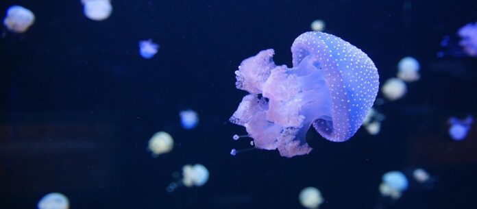 Top 10 jellyfish import companies in China