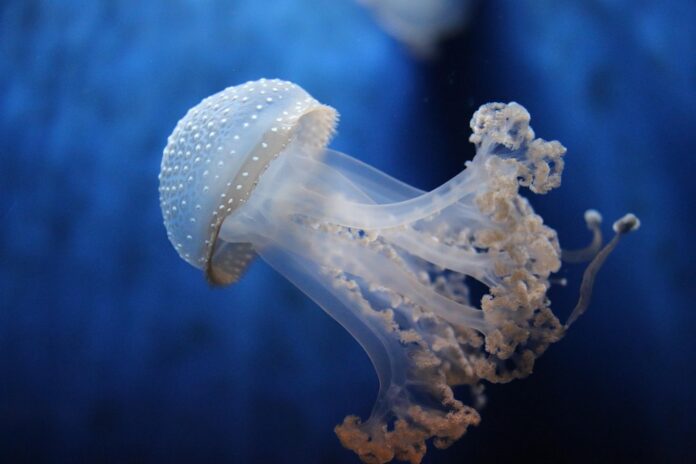Top 10 jellyfish import companies in Hong Kong
