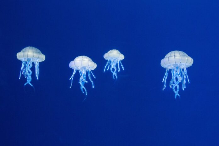 Top 10 jellyfish import companies in Singapore