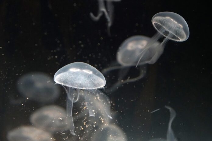 Top 10 jellyfish import companies in the Netherlands