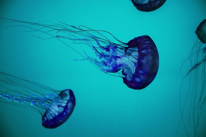Top 10 jellyfish importing countries in the world in 2025