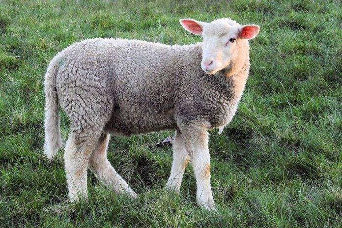 Top 10 lamb brands in India