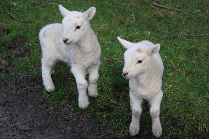 Top 10 lamb brands in Iran