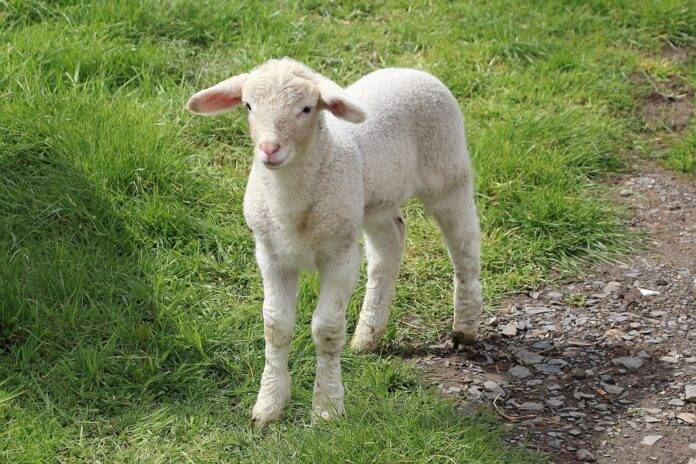 Top 10 lamb brands in Turkey