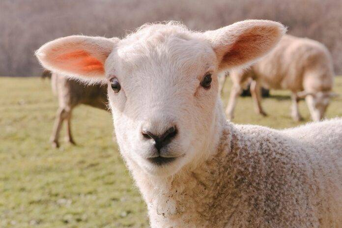 Top 10 lamb exporters in Australia