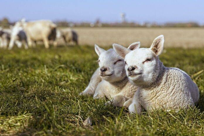 Top 10 lamb exporters in China