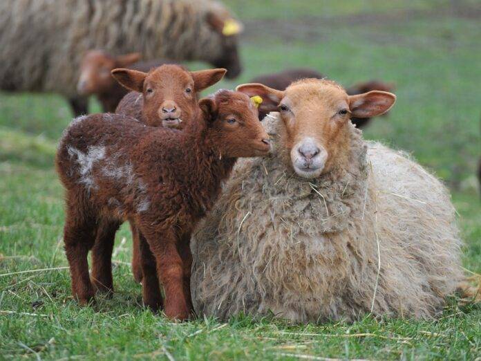 Top 10 lamb exporters in India