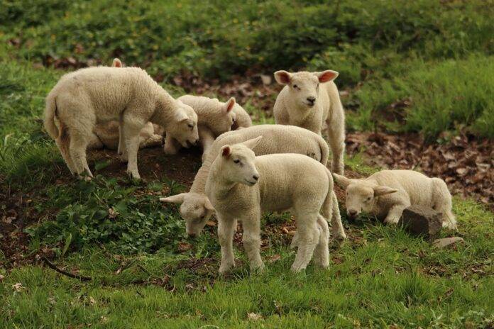Top 10 lamb exporters in New Zealand