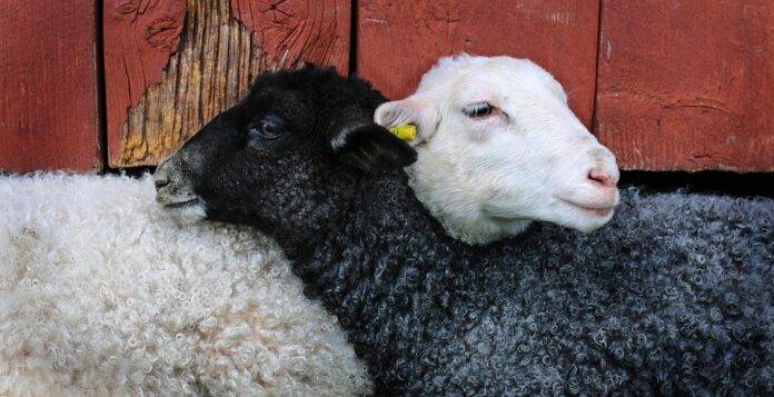 Top 10 lamb importers in the UAE