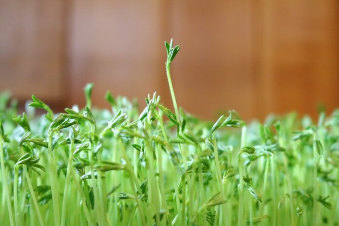 Top 10 lentils import companies in India