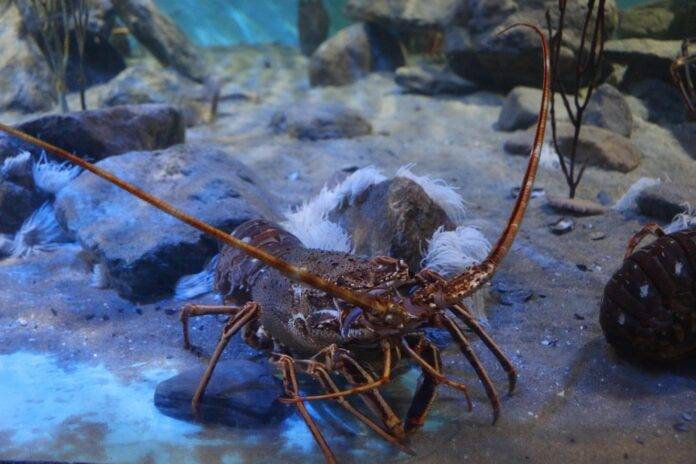 Top 10 lobster export companies in Mexico
