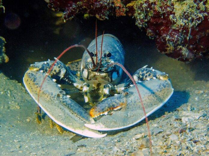 Top 10 lobster import companies in the United Arab Emirates