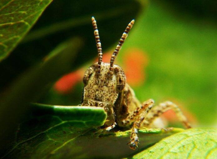 Top 10 lobster importing countries in the world in 2025