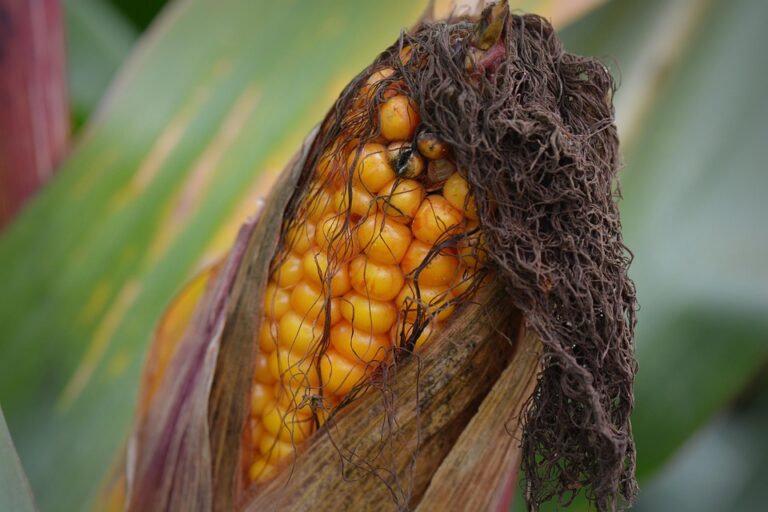 Top 10 maize corn brands in Argentina