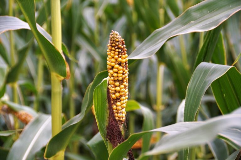 Top 10 maize corn brands in France