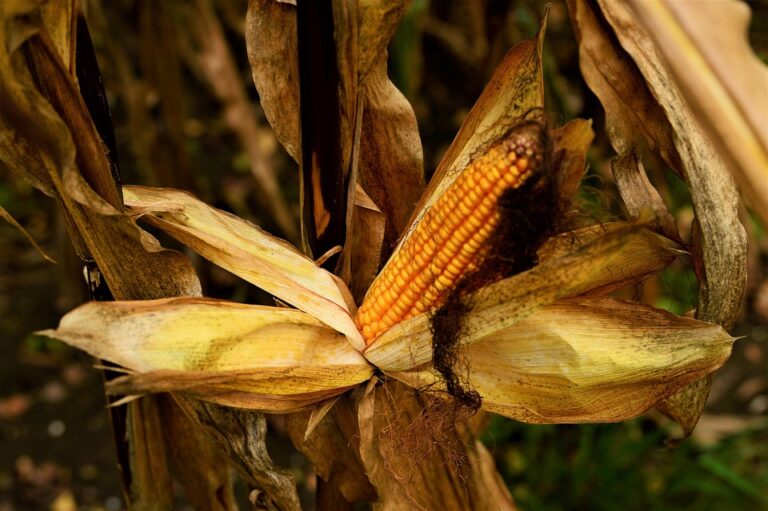 Top 10 maize corn brands in India