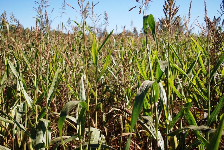 Top 10 maize corn brands in South Africa