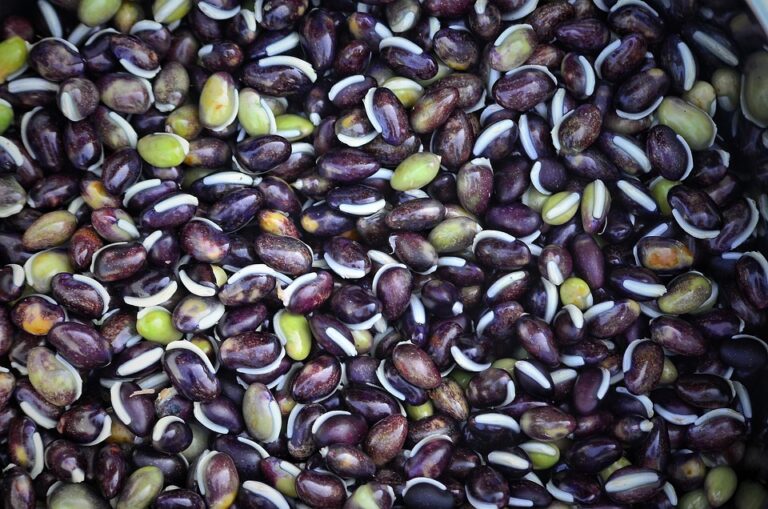 Top 10 maize corn brands in the United States