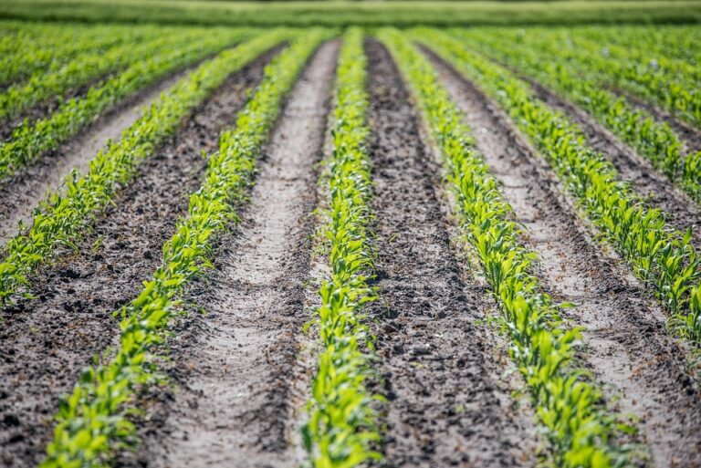 Top 10 maize corn export companies in Romania Top 10 maize corn export companies in Romania