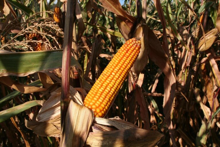 Top 10 maize corn import companies in China