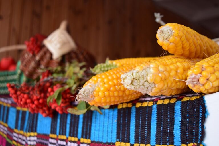 Top 10 maize corn import companies in Egypt