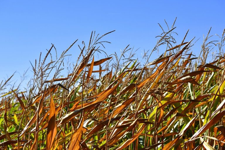 Top 10 maize corn import companies in Mexico