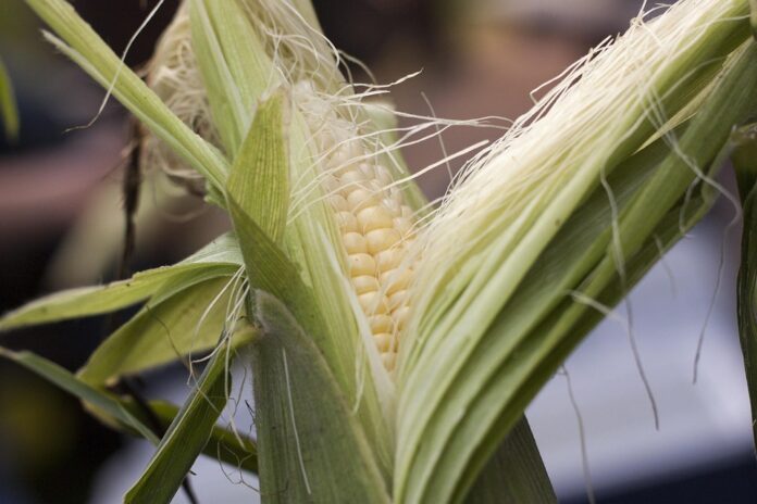 Top 10 maize corn import companies in Saudi Arabia