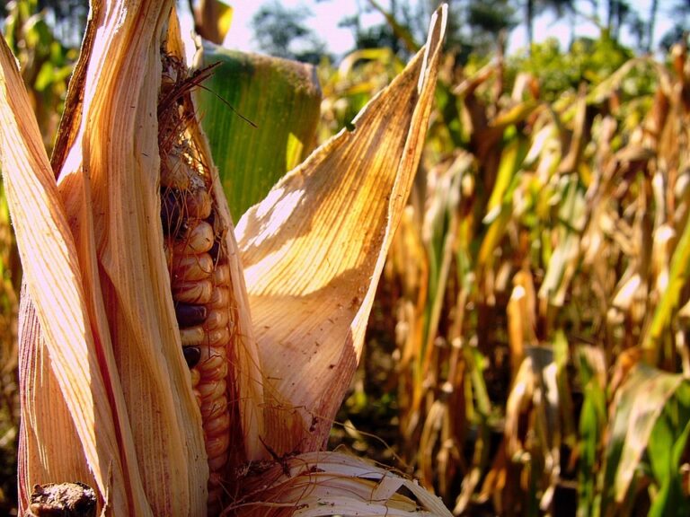Top 10 maize corn import companies in Turkey