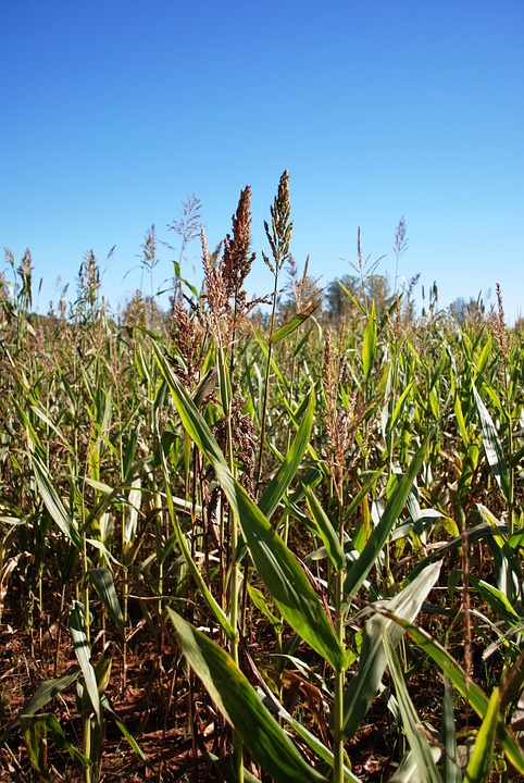 Top 10 maize corn import companies in Vietnam