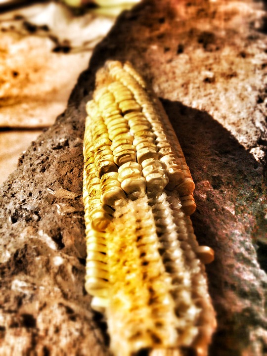 Top 10 maize corn importing countries in the world in 2025