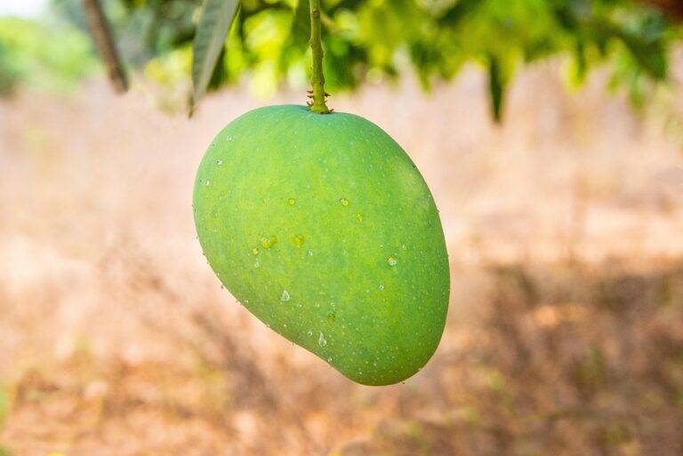 Top 10 mango brands in Brazil serving both domestic and export demand Top 10 mango brands in Brazil serving both domestic and export demand