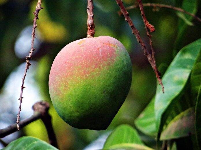 Top 10 mango import companies in China sourcing for supermarkets and ecommerce
