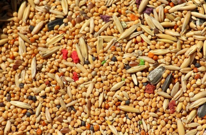 Top 10 millet export companies in India