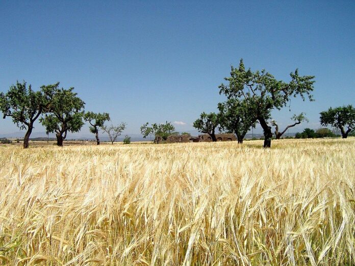Top 10 millet import companies in the United Kingdom