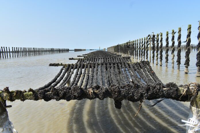 Top 10 mussel import companies in the Netherlands