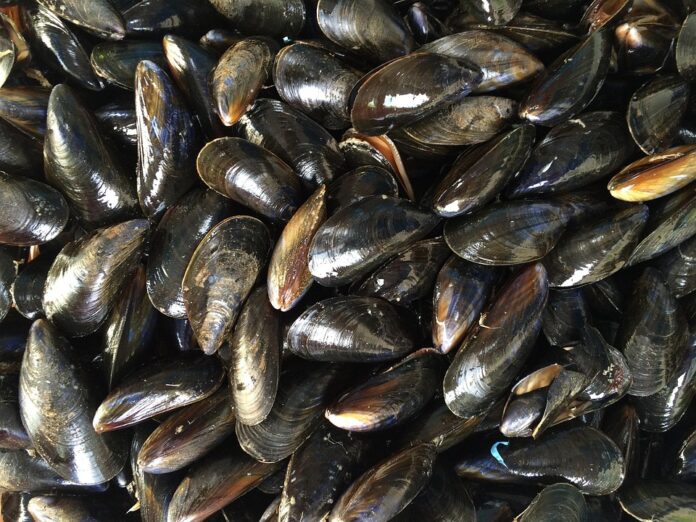 Top 10 mussel import companies in the United Kingdom
