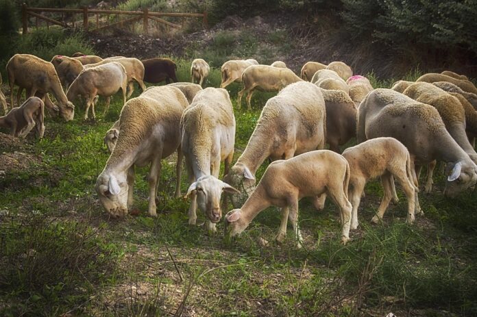 Top 10 mutton brands in China