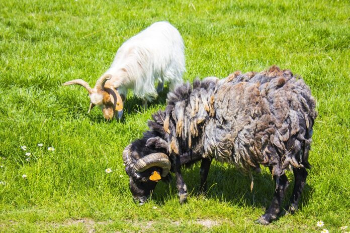 Top 10 mutton brands in Jordan