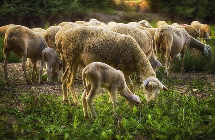 Top 10 mutton exporters in Australia