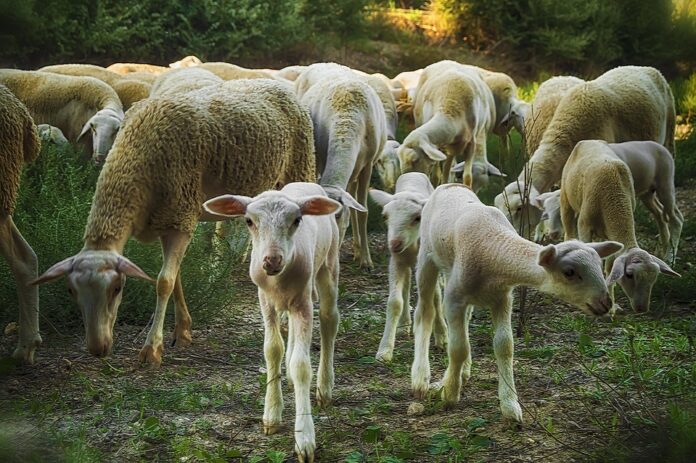 Top 10 mutton importers in Malaysia