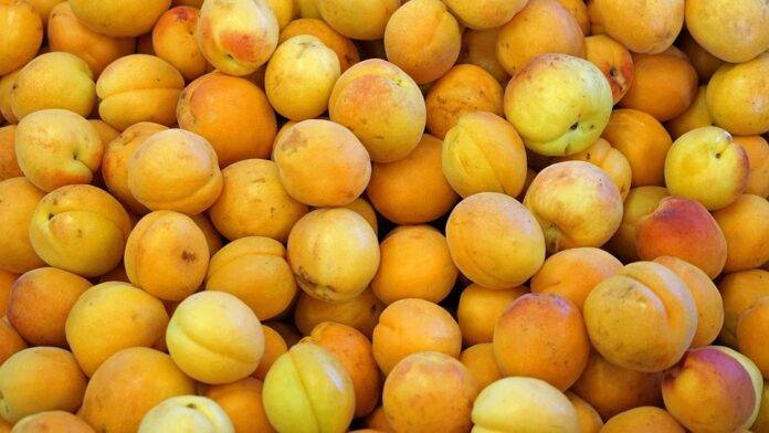 Top 10 nectarine import companies in Germany