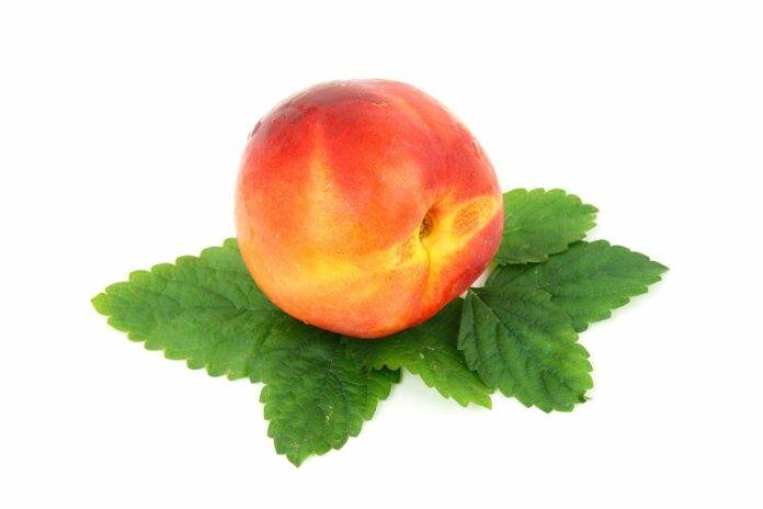 Top 10 nectarine importing countries in the world in 2025