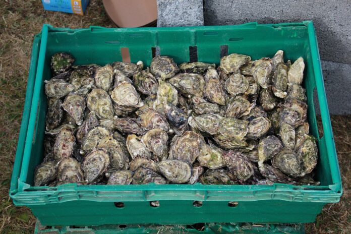 Top 10 oyster export companies in Canada