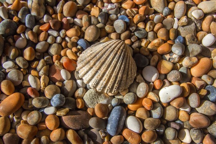 Top 10 oyster export companies in Japan