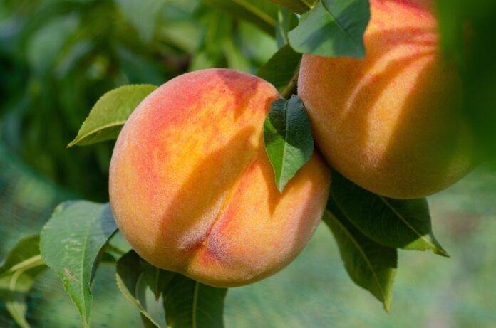 Top 10 peach brands in Greece
