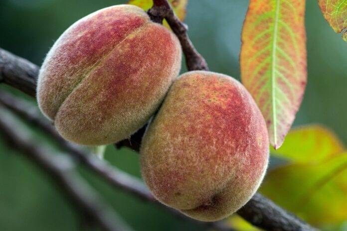 Top 10 peach import companies in Canada