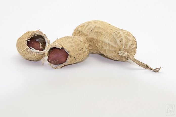 Top 10 peanuts export companies in Argentina