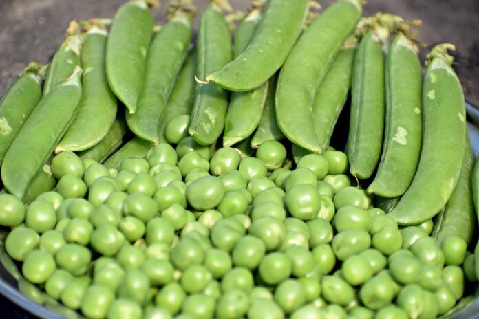 Top 10 peas export companies in Russia