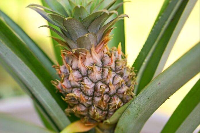 Top 10 pineapple export companies in Ivory Coast